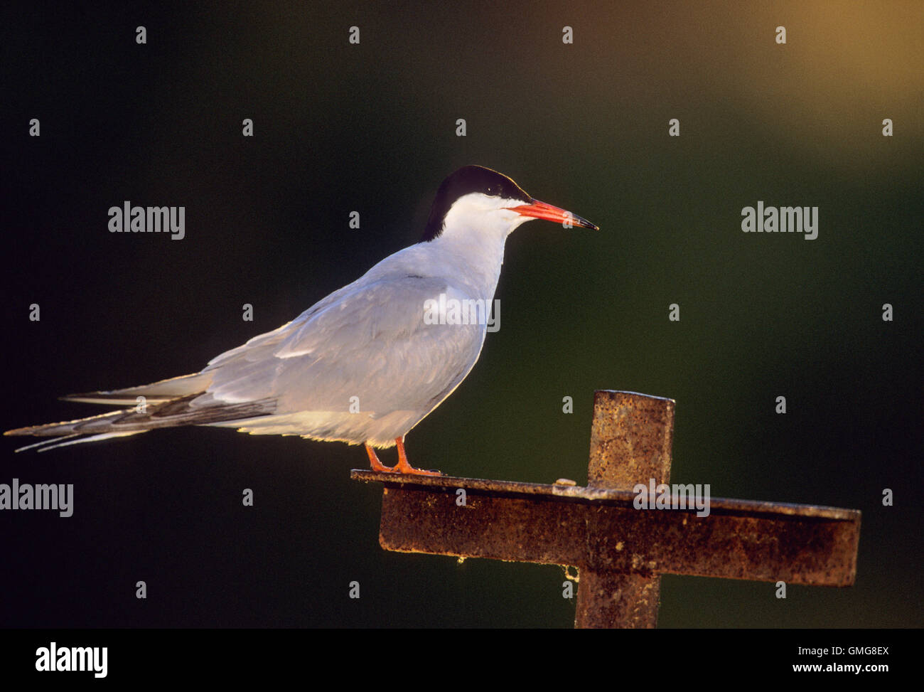 Comune,Tern Sterna hirundo, con piumaggio estivo, Hampstead Heath stagni, Londra, Gran Bretagna Foto Stock
