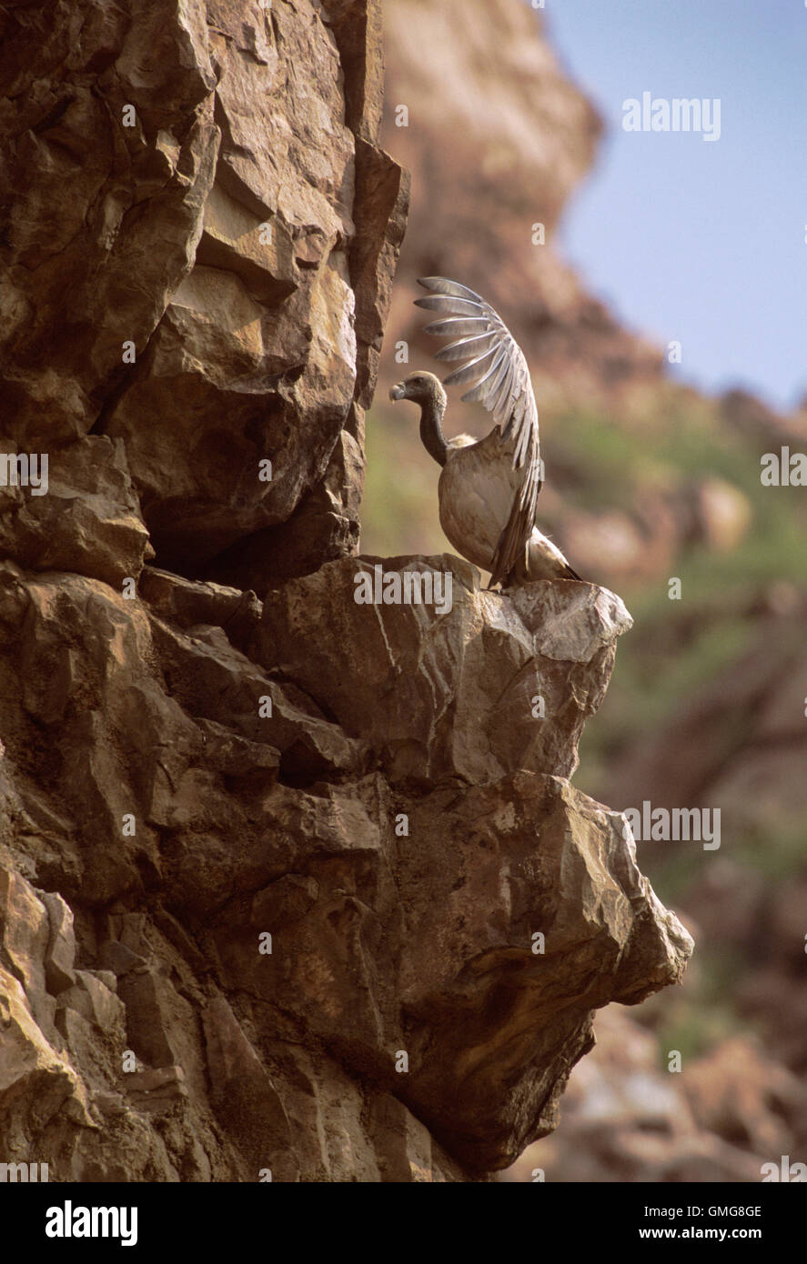 Avvoltoio indiano, ex avvoltoio a lunga fattura, Gyps indicus, prendere il sole con le ali sparse sul bordo della scogliera, Rajasthan, India-una specie criticamente minacciata. Foto Stock