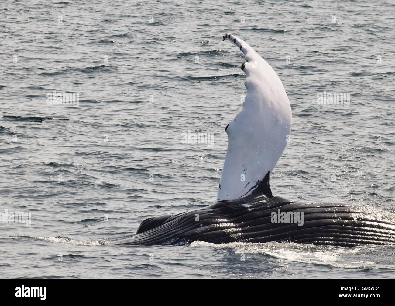 Le megattere al largo delle coste del Massachusetts, schiaffi pettorali , violare, immersioni subacquee Foto Stock