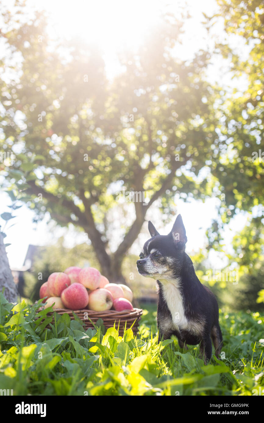 Un piccolo chihuahua in piedi nel prato accanto a un cesto di mele con il sole che splende attraverso il melo nel retro. Foto Stock