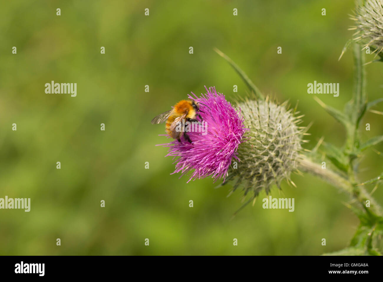 Carda comune bee (Bombus pascuorum) su un thistle in Edinburgh Foto Stock