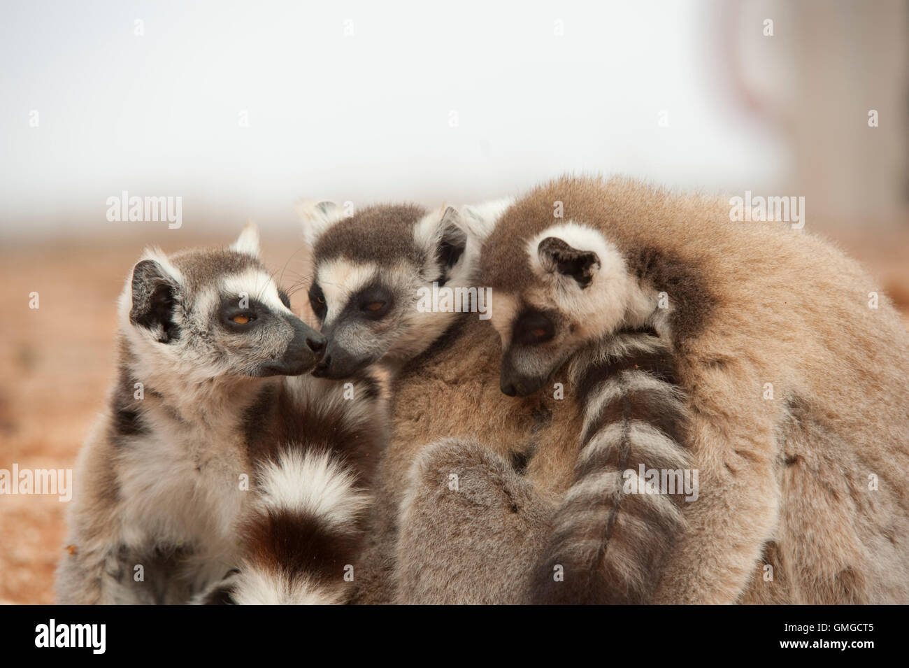 L'anello Tailed Lemur Lemur catta Madagascar Foto Stock