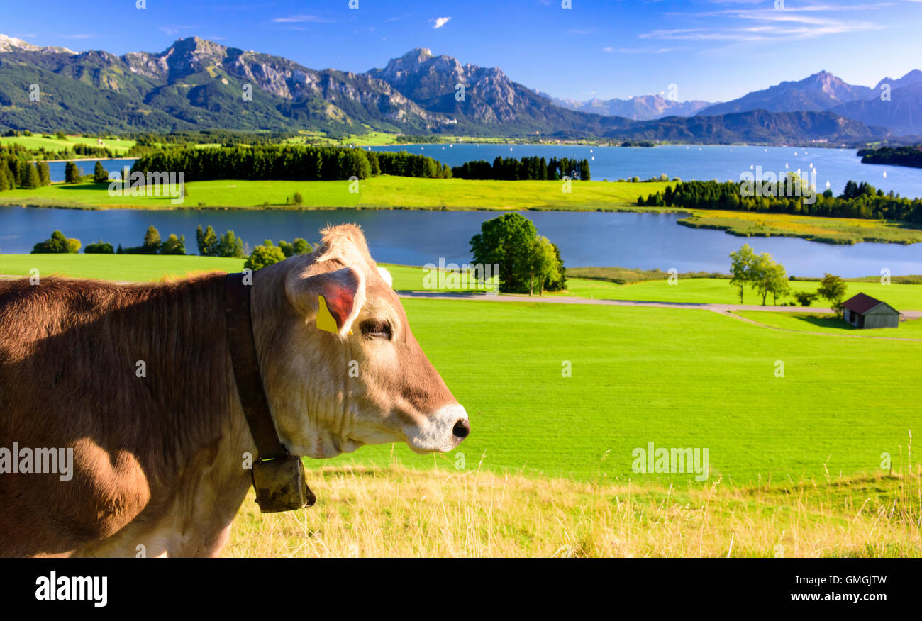 Panorama del paesaggio in Baviera con la mucca nel prato di fronte montagne delle Alpi e del lago di Forggensee Foto Stock