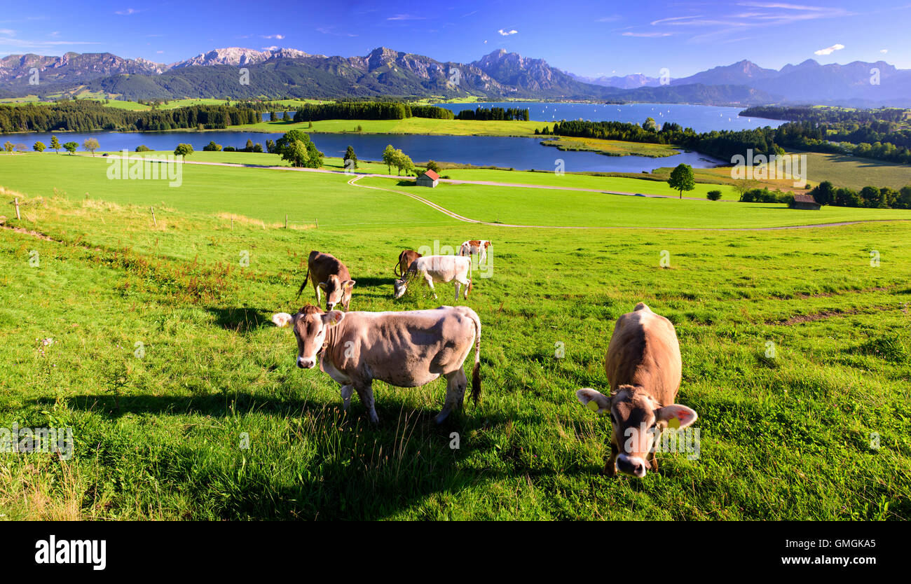 Panorama del paesaggio in Baviera con la mandria di mucche di fronte montagne delle Alpi e del lago Foto Stock