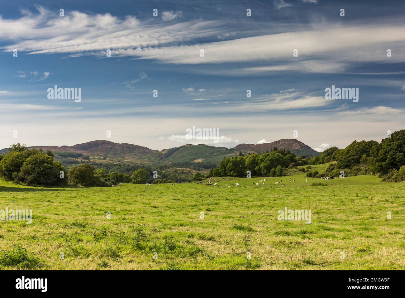 Verde campo di pascolo di vacche e cloudscape vicino Auchencairn, Dumfries and Galloway, Scotland, Regno Unito. Foto Stock