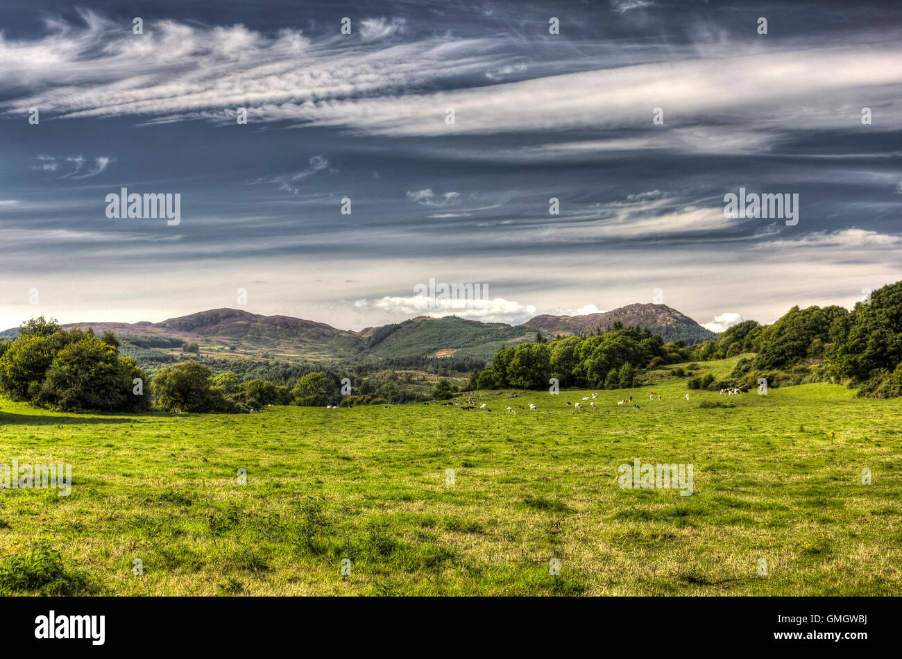 Verde campo di pascolo di vacche e cloudscape vicino Auchencairn, Dumfries and Galloway, Scotland, Regno Unito. Foto Stock