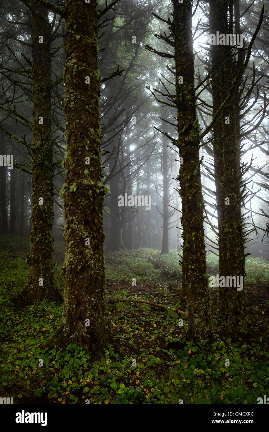 Sitka Spruce nella nebbia a Cape Meares lungo la costa dell'Oregon. Foto Stock