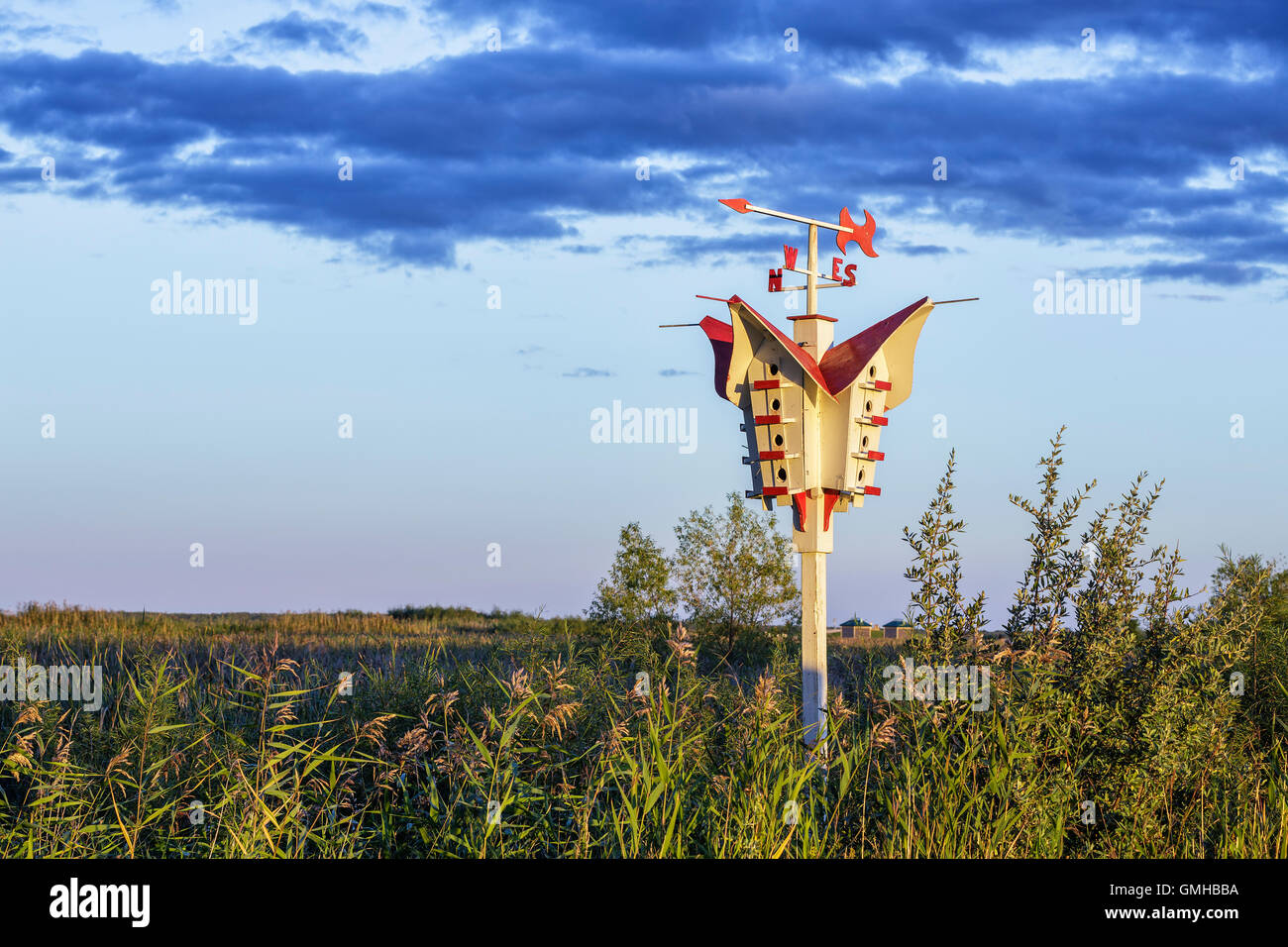 Viola Martin casa di uccelli, Rovere Amaca Marsh, Manitoba, Canada. Foto Stock