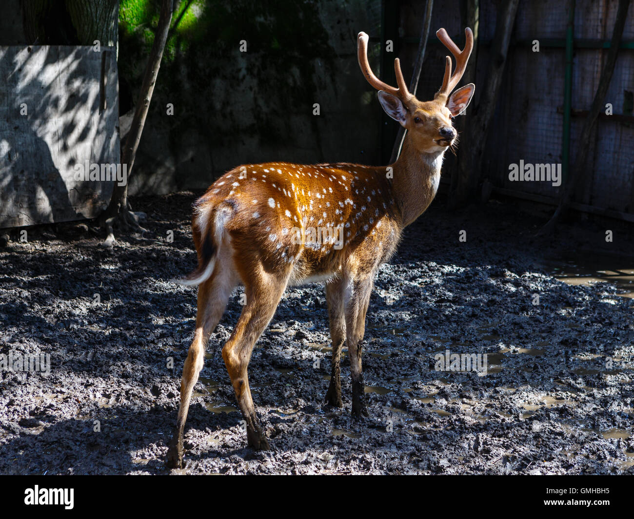 Avvistato cervi nel rifugio di un piccolo zoo provinciale Foto Stock