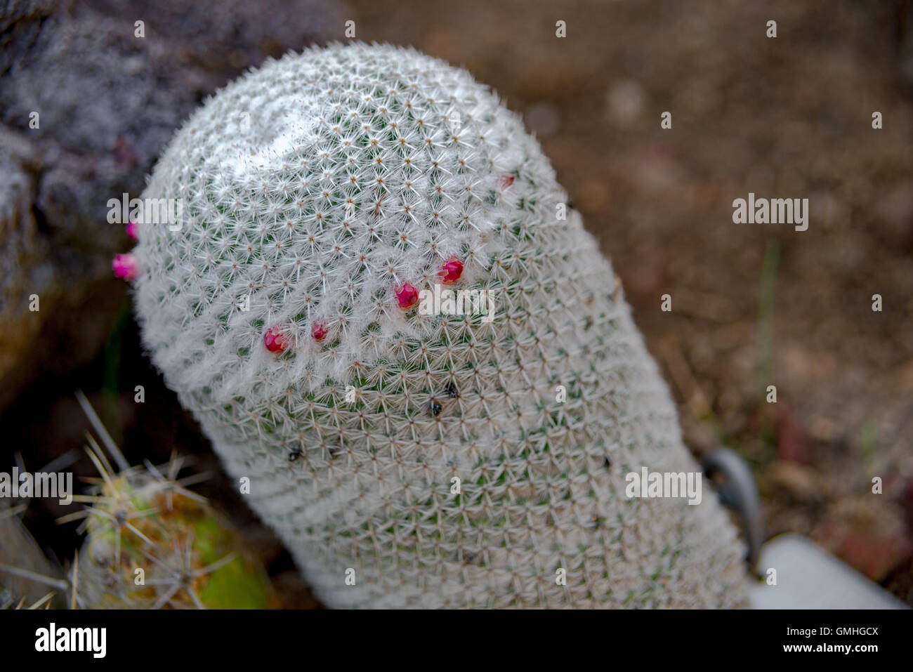 Cactus bianco con piccoli fiori Foto Stock