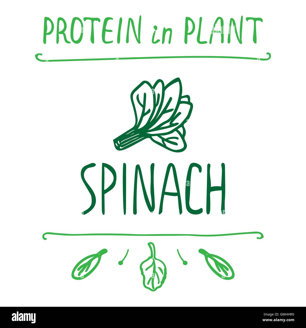 Disegnato a mano le foglie di spinaci Illustrazione Vettoriale