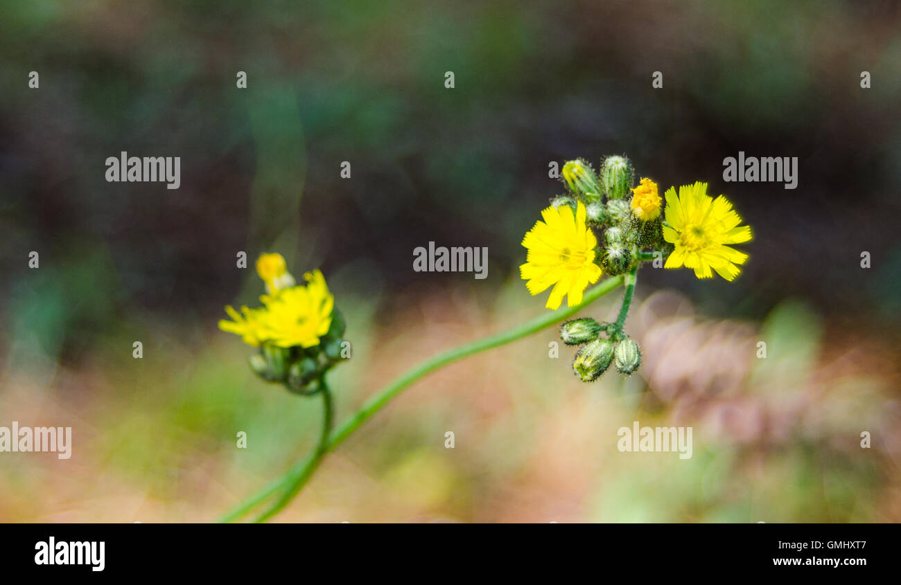 Giallo fiore di erbaccia. Ranuncolo, vicino fino nel mattino soleggiato Campo. Weed fiori selvatici in Ontario orientale Foto Stock