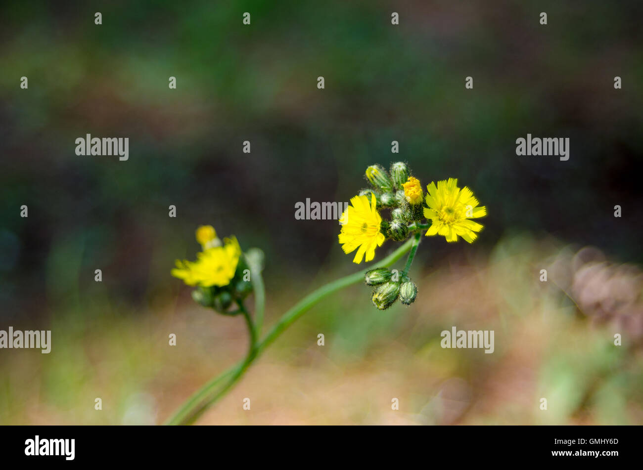 Giallo fiore di erbaccia. Ranuncolo, vicino fino nel mattino soleggiato Campo. Weed fiori selvatici in Ontario orientale Foto Stock