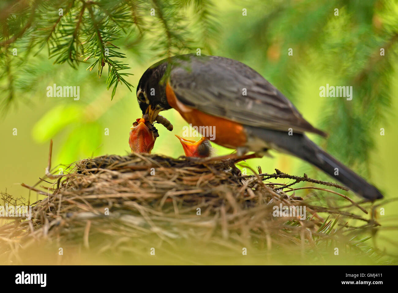 American robin (Turdus migratorius) Nesting e comportamento di parenting adulto alimentazione dei giovani, maggiore Sudbury, Ontario, Canada Foto Stock