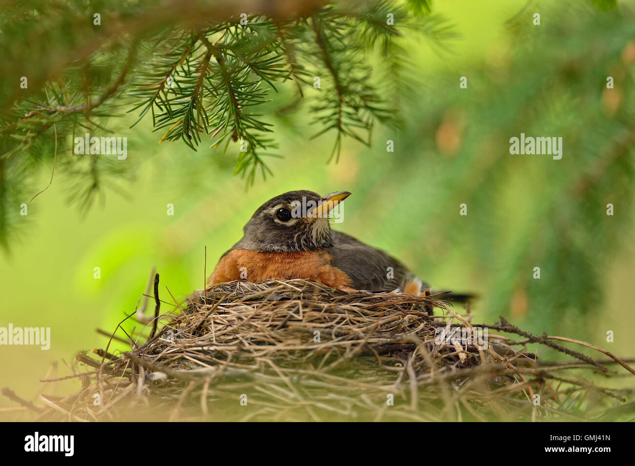 American robin (Turdus migratorius) Genitore seduta sul nido con giovani, maggiore Sudbury, Ontario, Canada Foto Stock