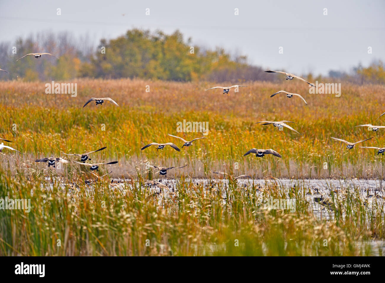 Canada goose (Branta canadensis) gregge in volo durante la migrazione autunnale, Lemberg, Saskatchewan, Canada Foto Stock