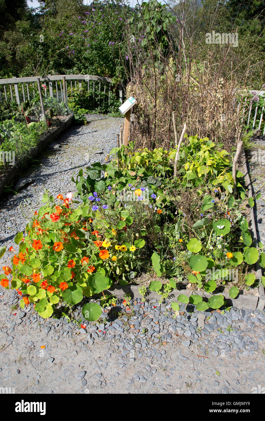 Compagno di piantagione utilizzando nasturtiums il e verdure Centre for Alternative Technology Machynlleth in Galles Foto Stock