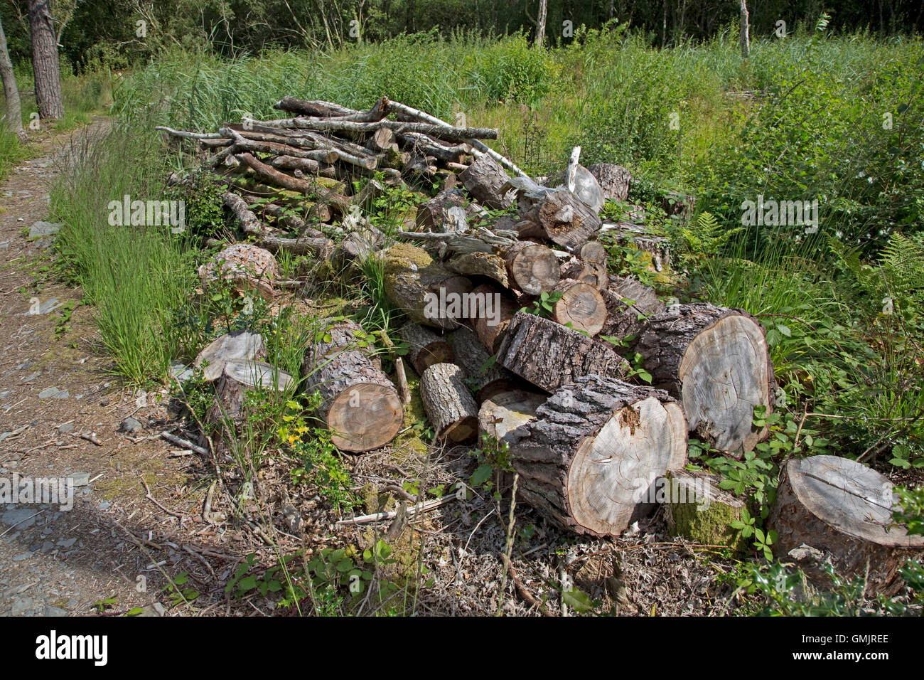 Pila di marciume fornisce registri di habitat per la fauna selvatica Ynys-hir riserva naturale nei pressi di Machynlleth in Galles Foto Stock