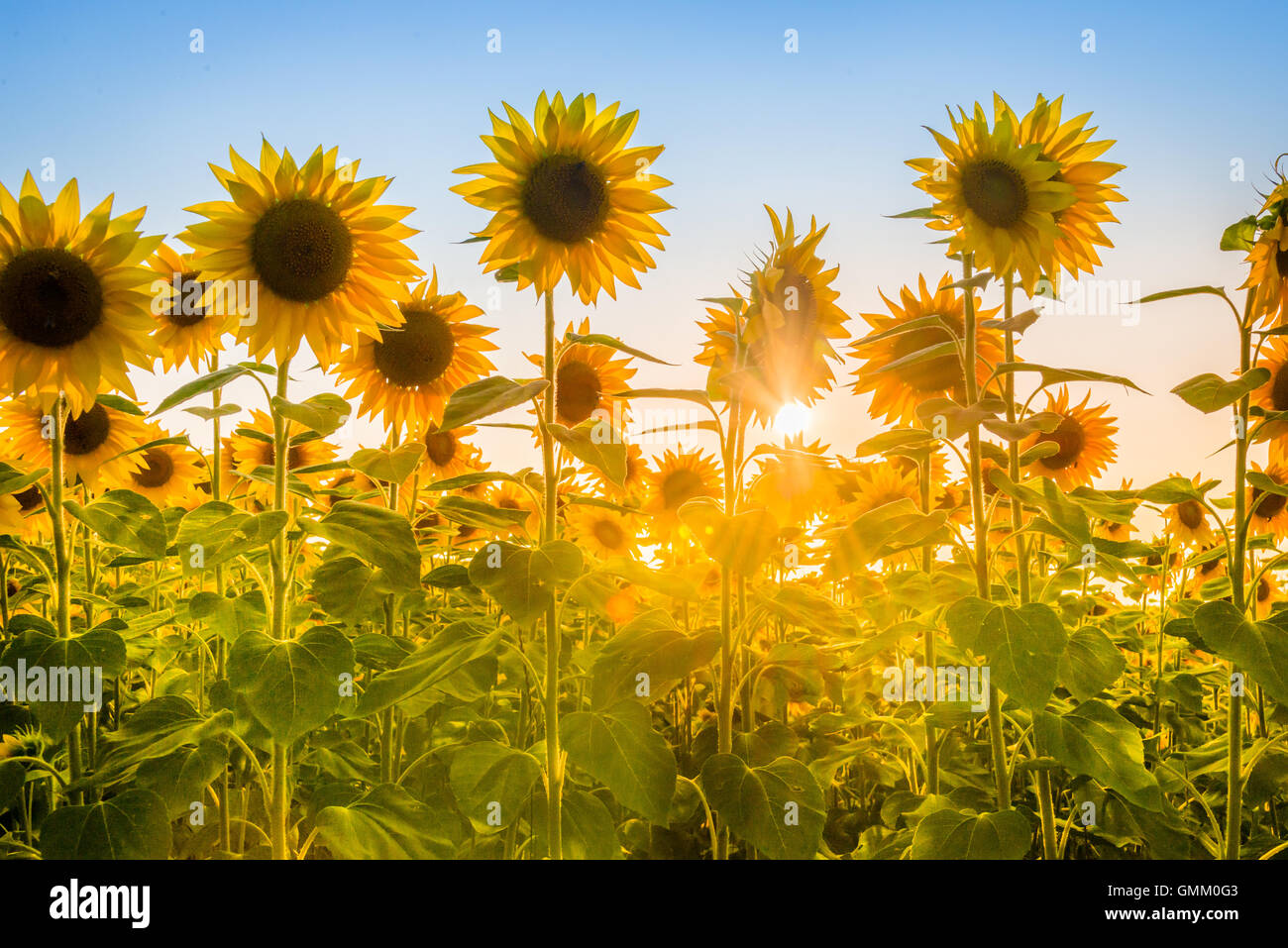 Raggi del sole nascente rottura attraverso piante di girasole campo. Foto Stock
