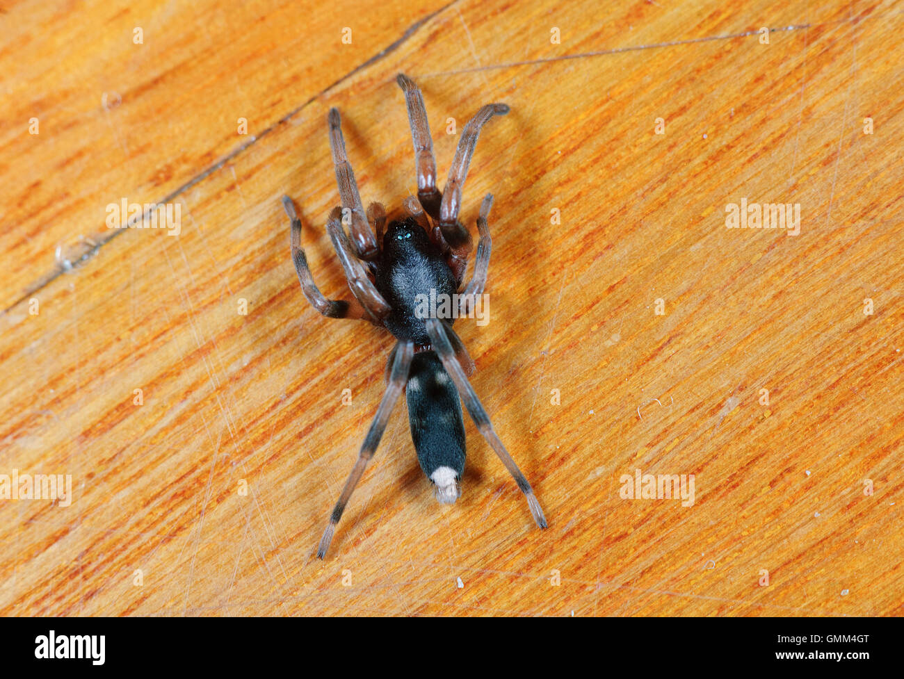 White-tailed Spider (Lampona sp.) è un ragno velenoso con un morso doloroso, Nuovo Galles del Sud, NSW, Australia Foto Stock