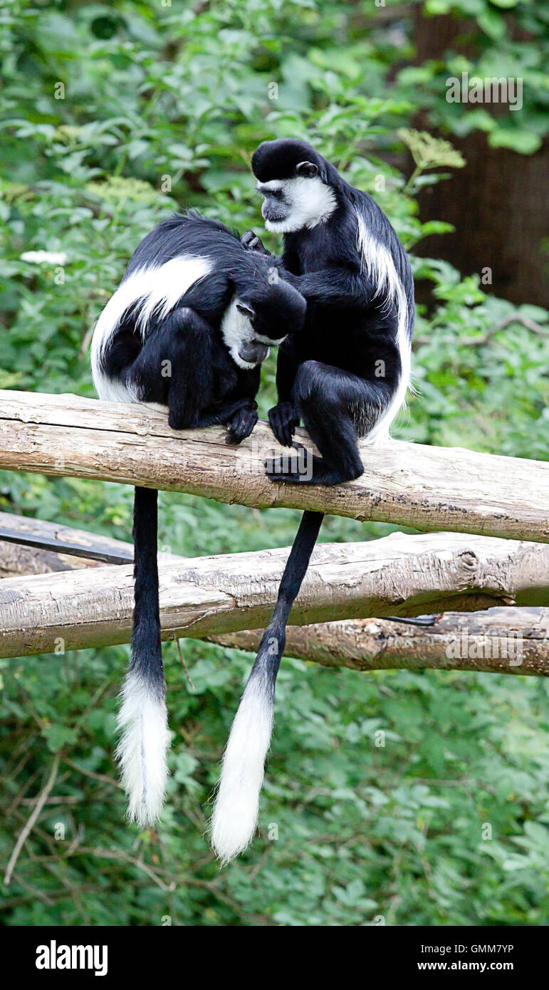 Foto di una coppia di scimmie Colobus toelettatura Foto Stock