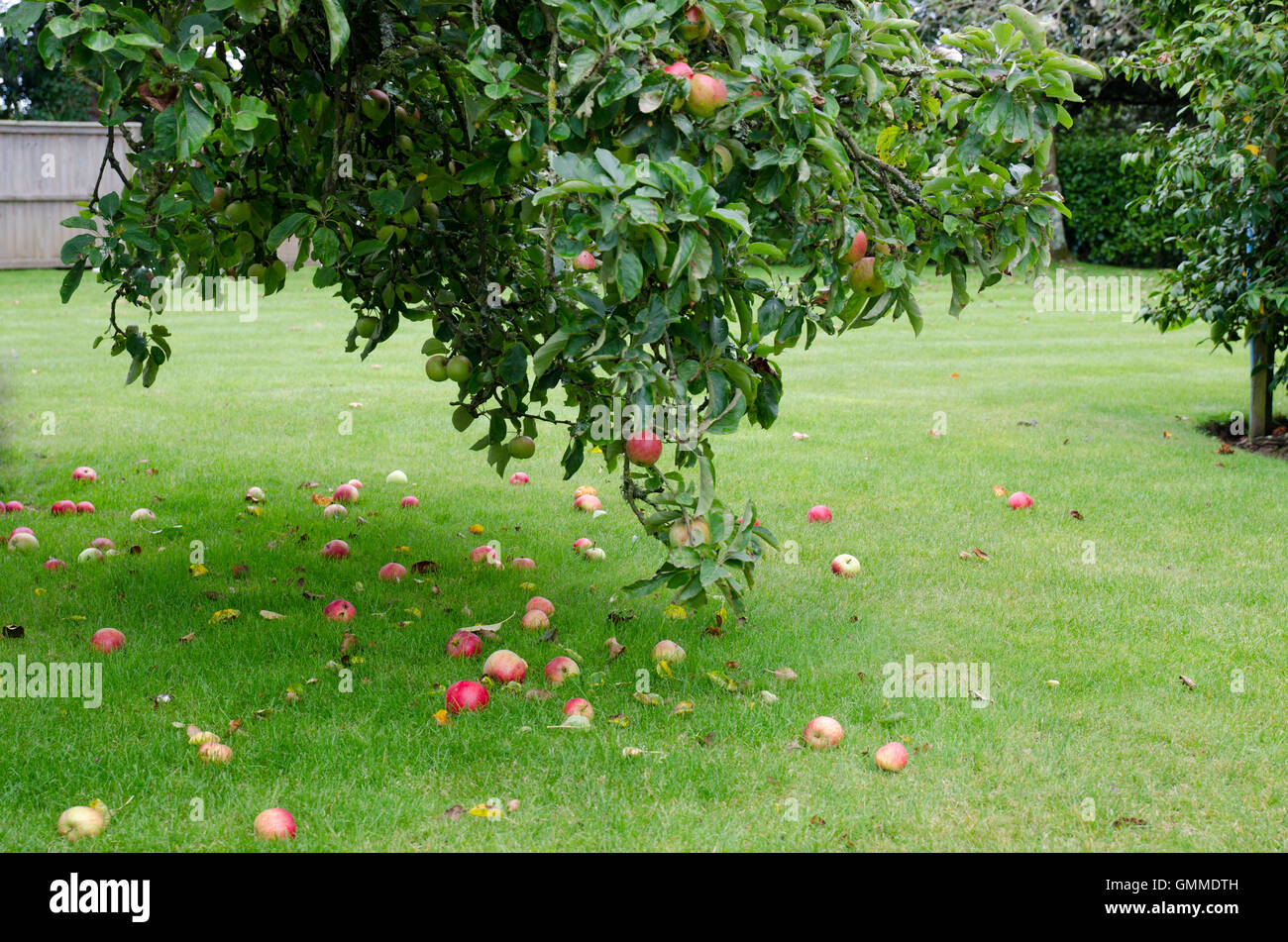 Albero della mela con un sacco di mele caduti a terra Foto Stock