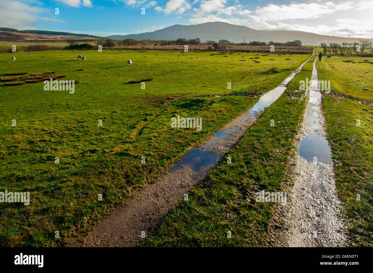 Percorso fangoso attraversando verdi pascoli ovini in una fattoria scozzese Foto Stock