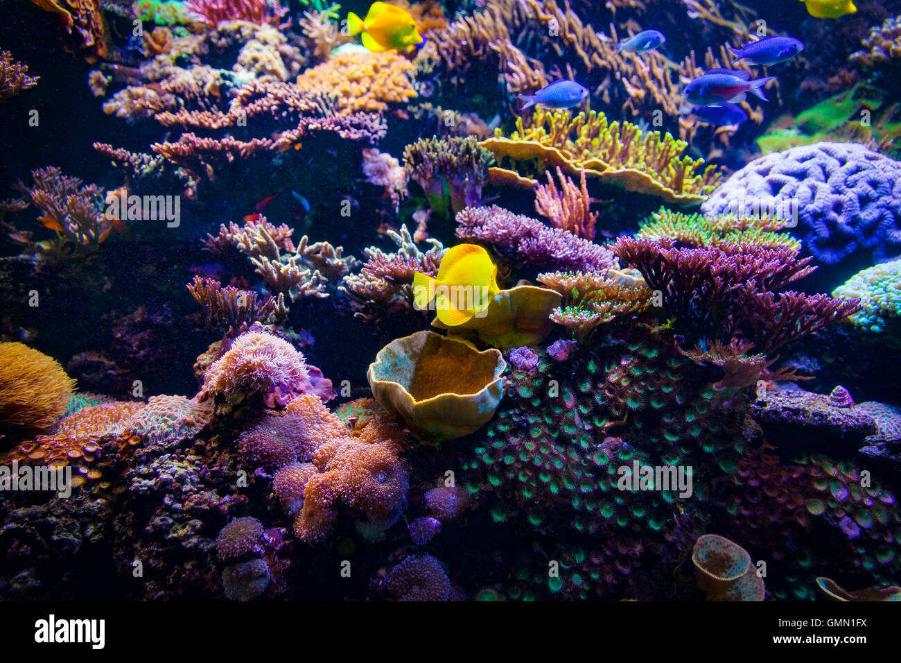 Coral reed con pesci e coralli Foto Stock