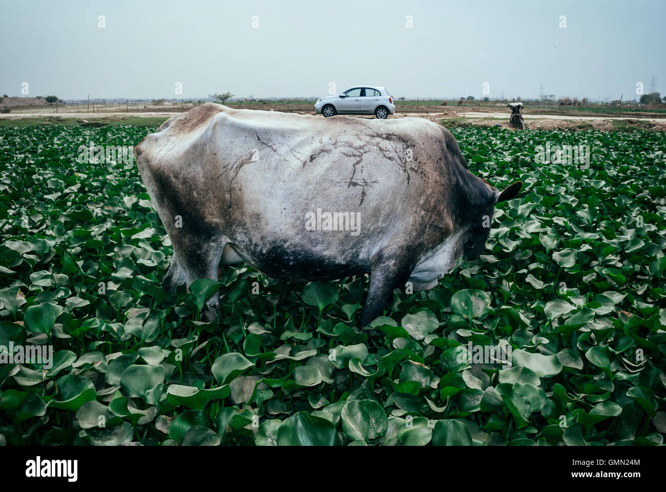 Le automobili sono la spina dorsale di qualsiasi sistema di pendolari Foto Stock