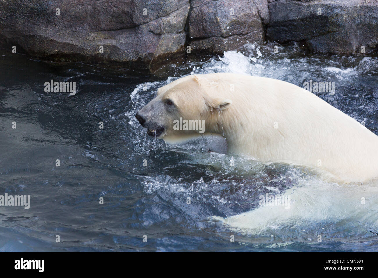 Thalarctos Maritimus (Ursus maritimus) comunemente noto come orso polare Foto Stock