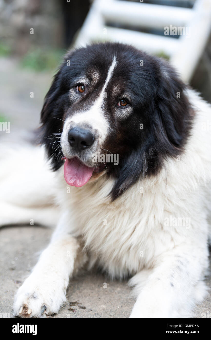 Il cane pastore da Bucovina, Romania Foto Stock