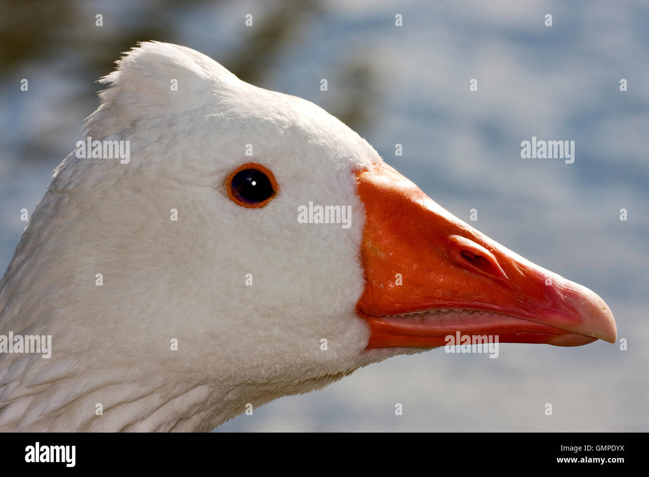 Duck whit occhio nero Foto Stock