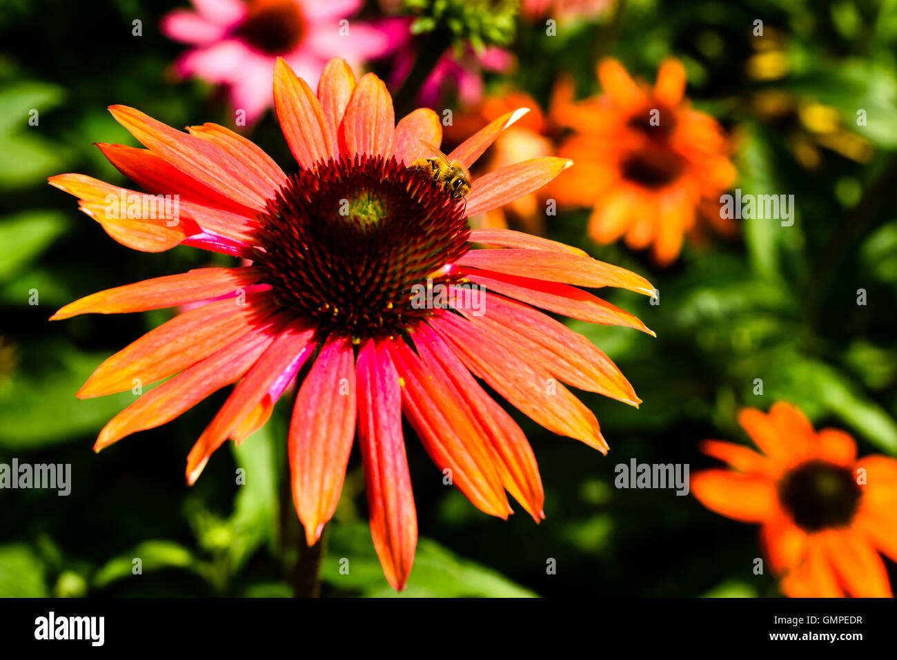 Close up di ape femmina alimentando il nettare da un rosso coneflower mentre impollinatori. Foto Stock