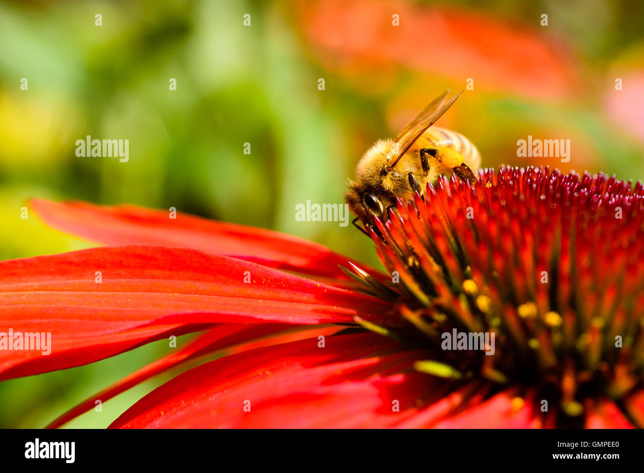 Close up di ape femmina alimentando il nettare da un rosso coneflower mentre impollinatori. Foto Stock