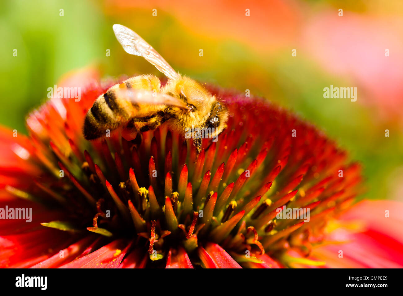 Close up di ape femmina alimentando il nettare da un rosso coneflower mentre impollinatori. Foto Stock