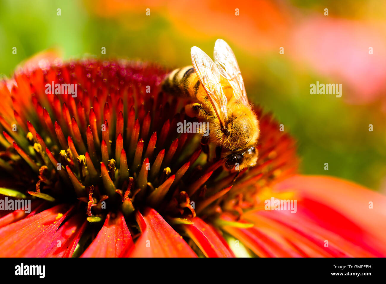 Close up di ape femmina alimentando il nettare da un rosso coneflower mentre impollinatori. Foto Stock