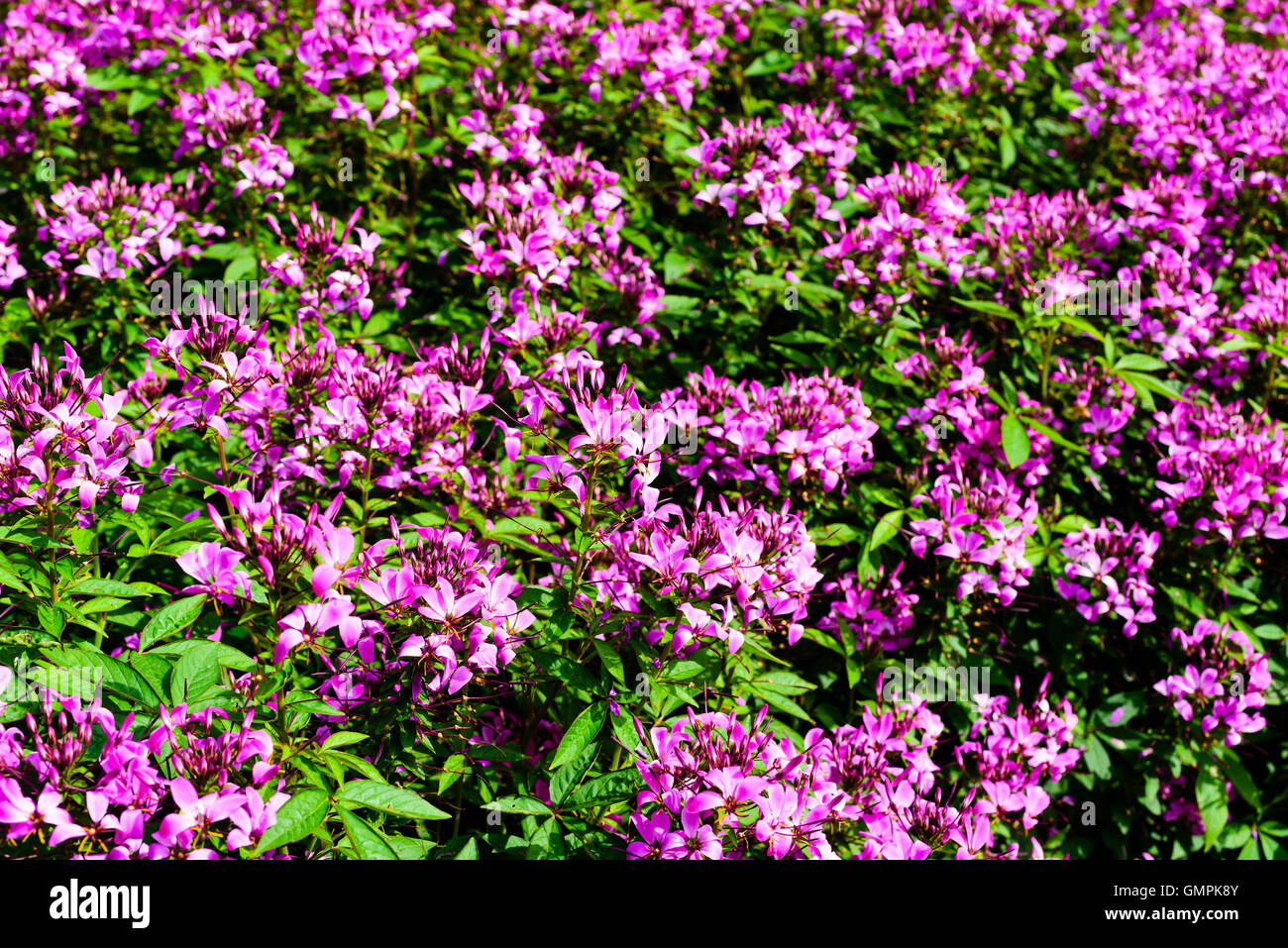 Sconosciuto fiori rosa trovata in un aiuola di fiori in un parco pubblico. Foto Stock