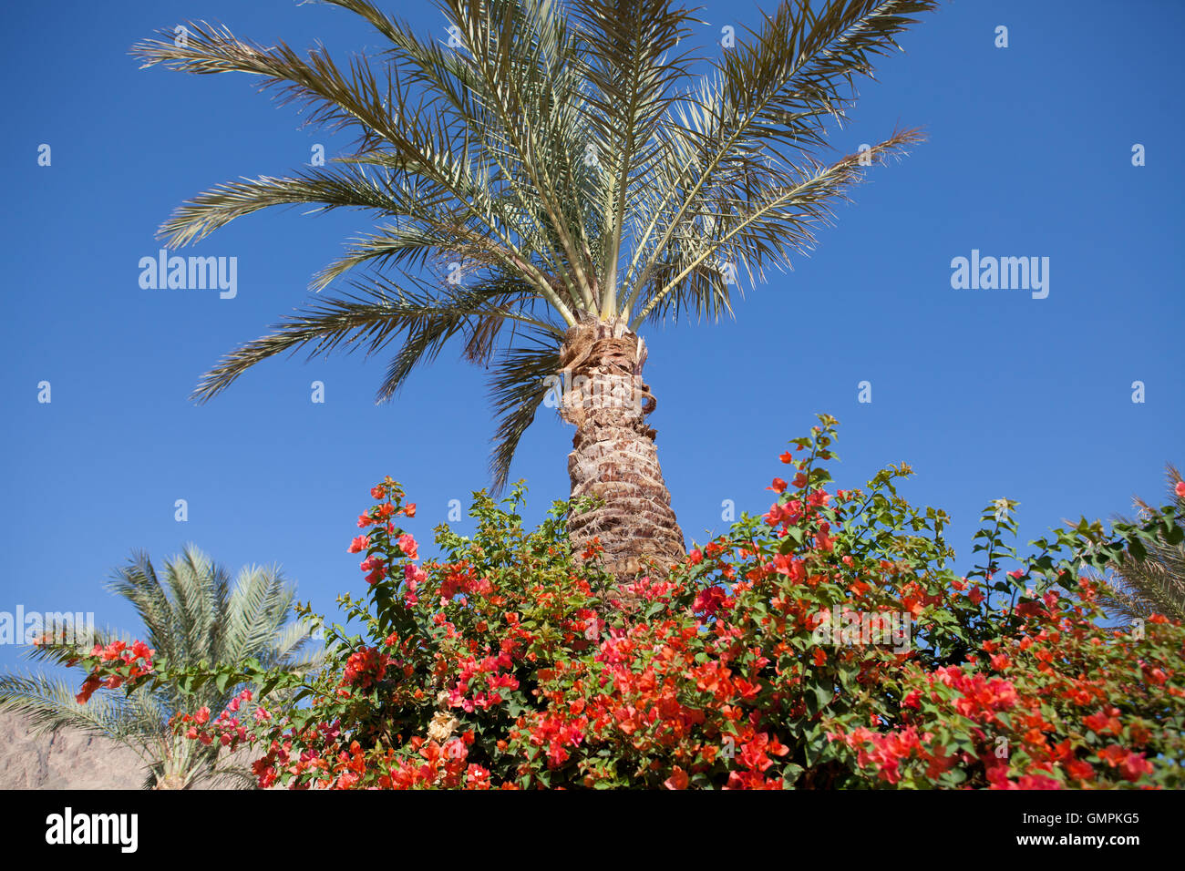 Albero di pam, sky e fiori Foto Stock