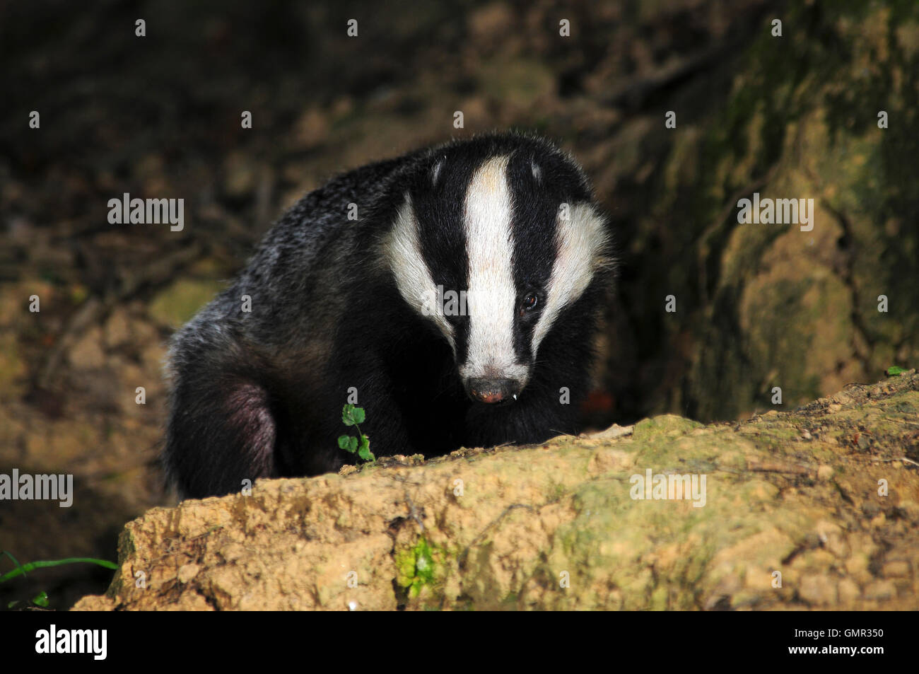 Adulto badger emergente dal set. Dorset, Regno Unito Luglio 2015 Foto Stock