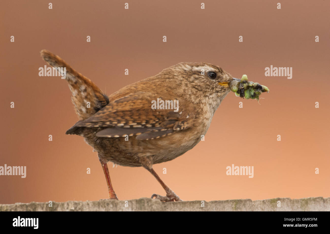 Scricciolo, Troglodytes troglodytes, con caterpillar Cibo per giovani nel nido, Londra, Gran Bretagna, Regno Unito Foto Stock