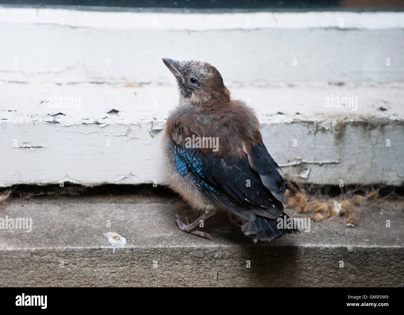 Eurasian Jay, neonata, Garrulus glandarius, Londra, Isole britanniche Foto Stock