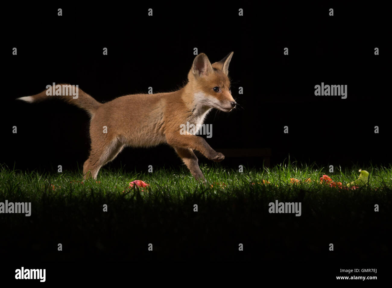 Una volpe cub giocando in un giardino durante la notte Foto Stock