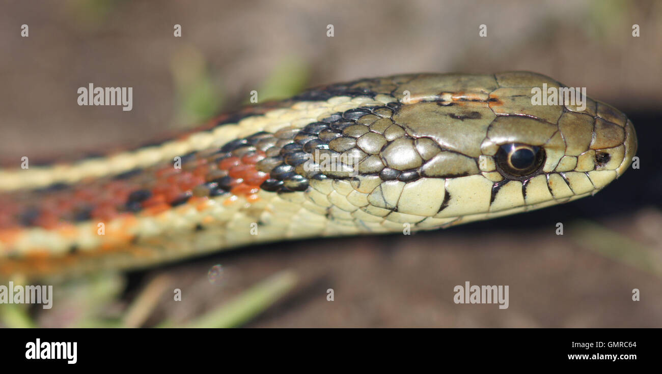 Costa Garter snake (Thamnophis elegans terrestris) headshot Foto Stock