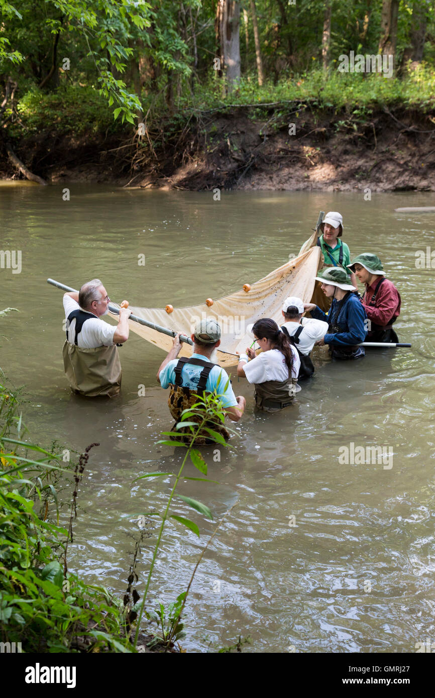 Wayne, Michigan - Volontari con gli amici del Rouge utilizzare un seine net di condurre un sondaggio di pesce sulla parte inferiore Rouge River. Foto Stock