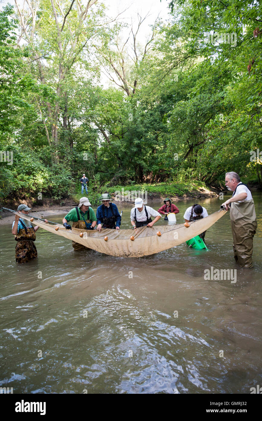 Wayne, Michigan - Volontari con gli amici del Rouge utilizzare un seine net di condurre un sondaggio di pesce sulla parte inferiore Rouge River. Foto Stock