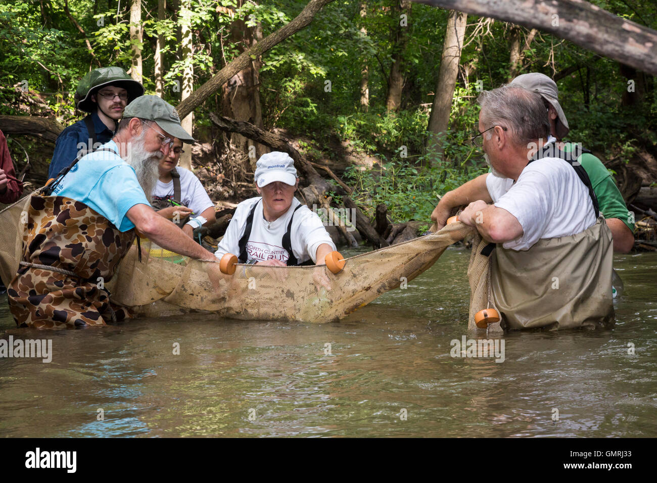 Wayne, Michigan - Volontari con gli amici del Rouge utilizzare un seine net di condurre un sondaggio di pesce sulla parte inferiore Rouge River. Foto Stock