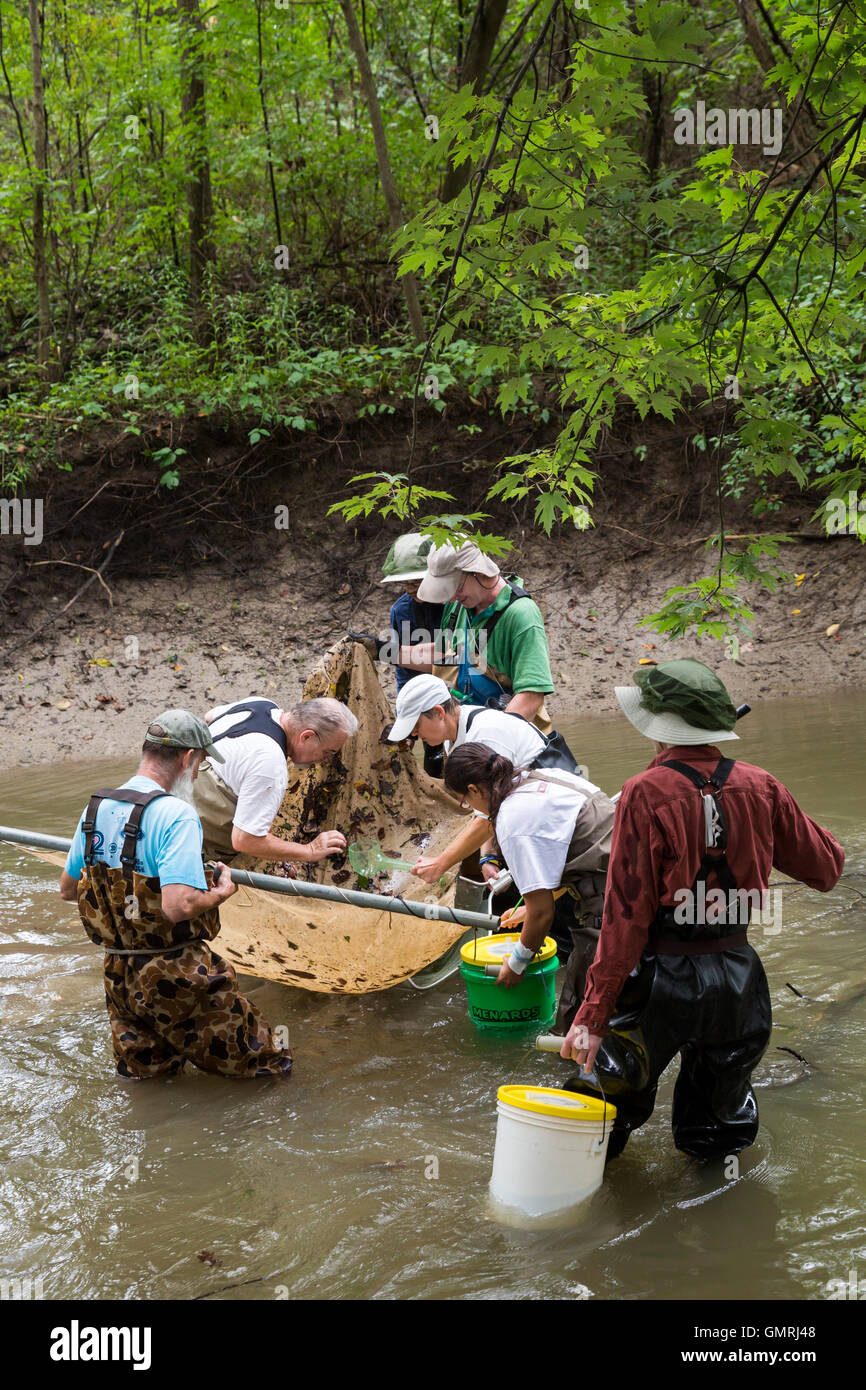 Wayne, Michigan - Volontari con gli amici del Rouge utilizzare un seine net di condurre un sondaggio di pesce sulla parte inferiore Rouge River. Foto Stock