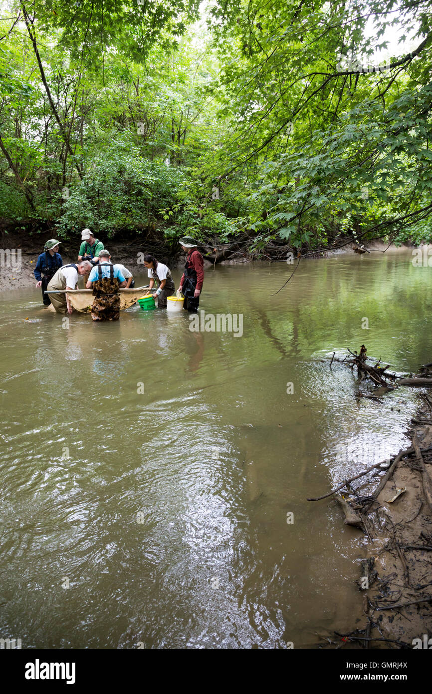 Wayne, Michigan - Volontari con gli amici del Rouge utilizzare un seine net di condurre un sondaggio di pesce sulla parte inferiore Rouge River. Foto Stock