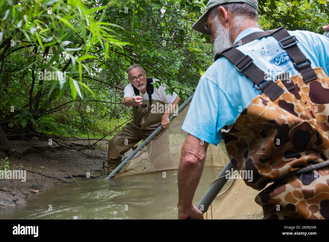 Wayne, Michigan - Volontari con gli amici del Rouge utilizzare un seine net di condurre un sondaggio di pesce sulla parte inferiore Rouge River. Foto Stock