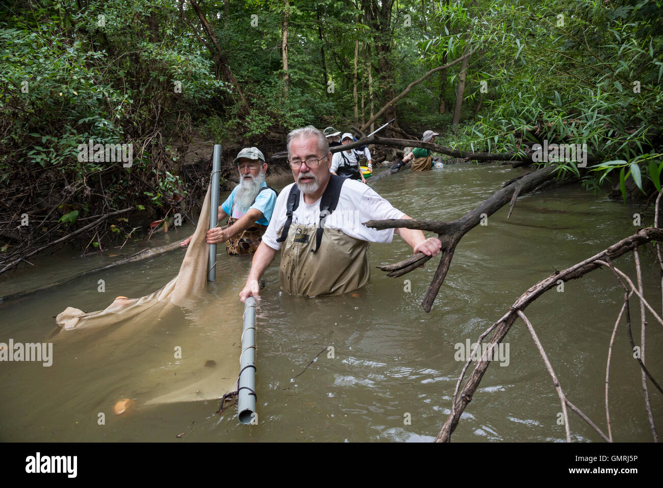 Wayne, Michigan - Volontari con gli amici del Rouge utilizzare un seine net di condurre un sondaggio di pesce sulla parte inferiore Rouge River. Foto Stock